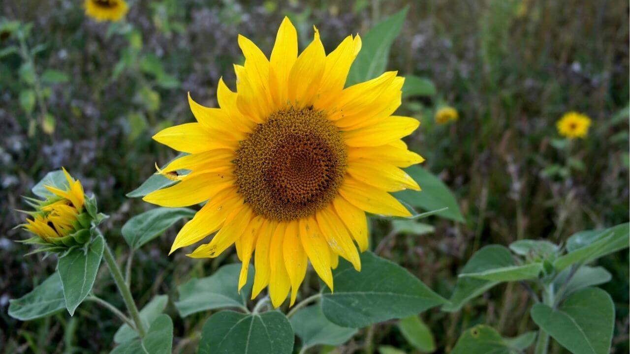 National Flower of Ukraine-Sunflower