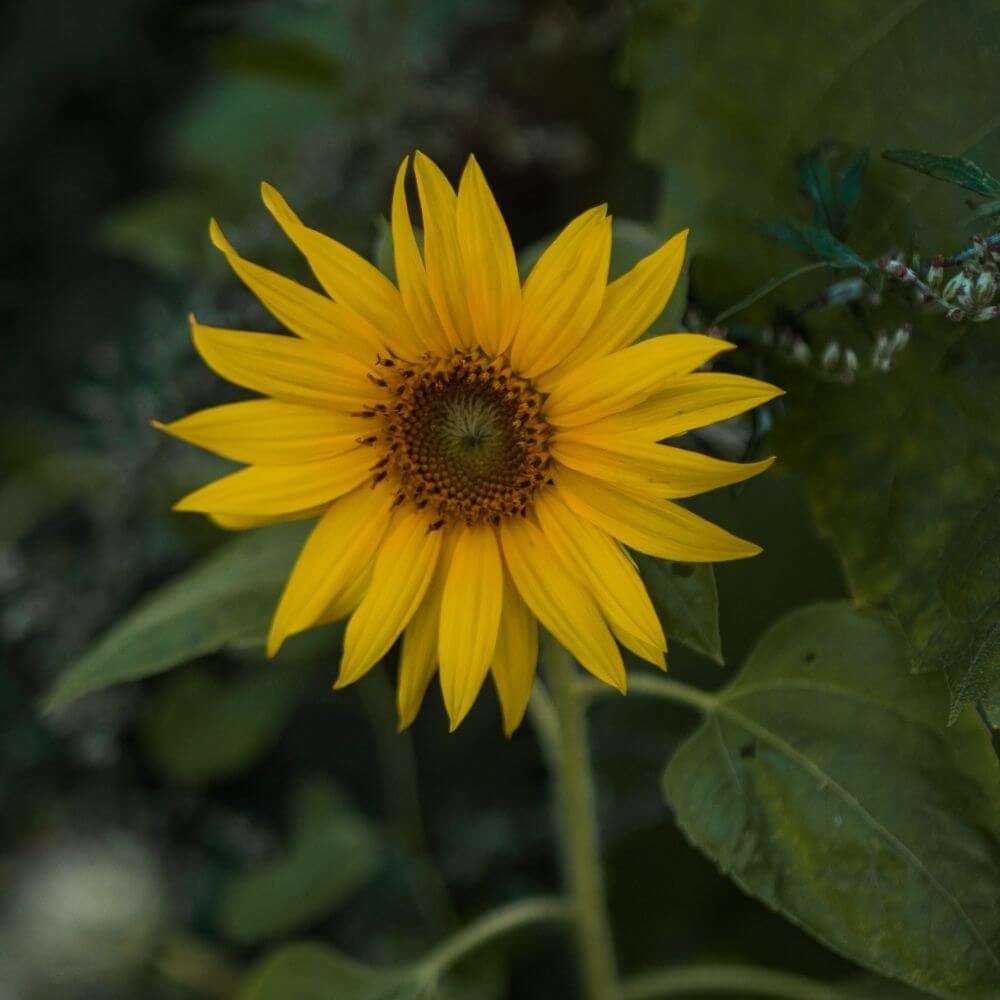 National Flower of Ukraine Close-up