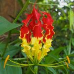 National flower of zimbabwe-The Flame Lily