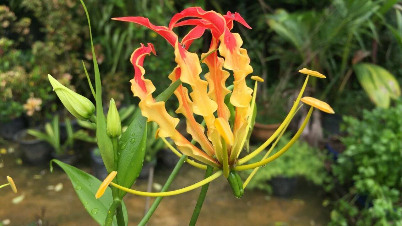national flower of zimbabwe