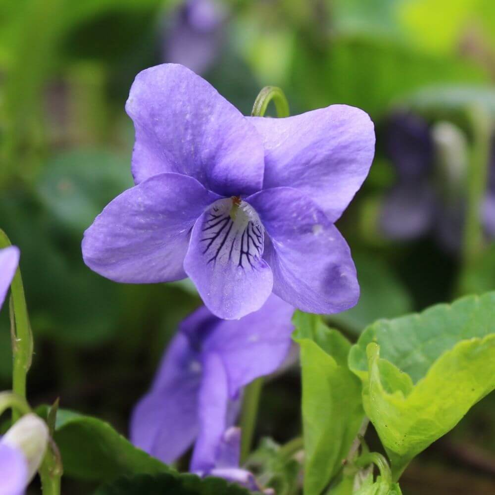 Rhode island state flower-Viola Sororia