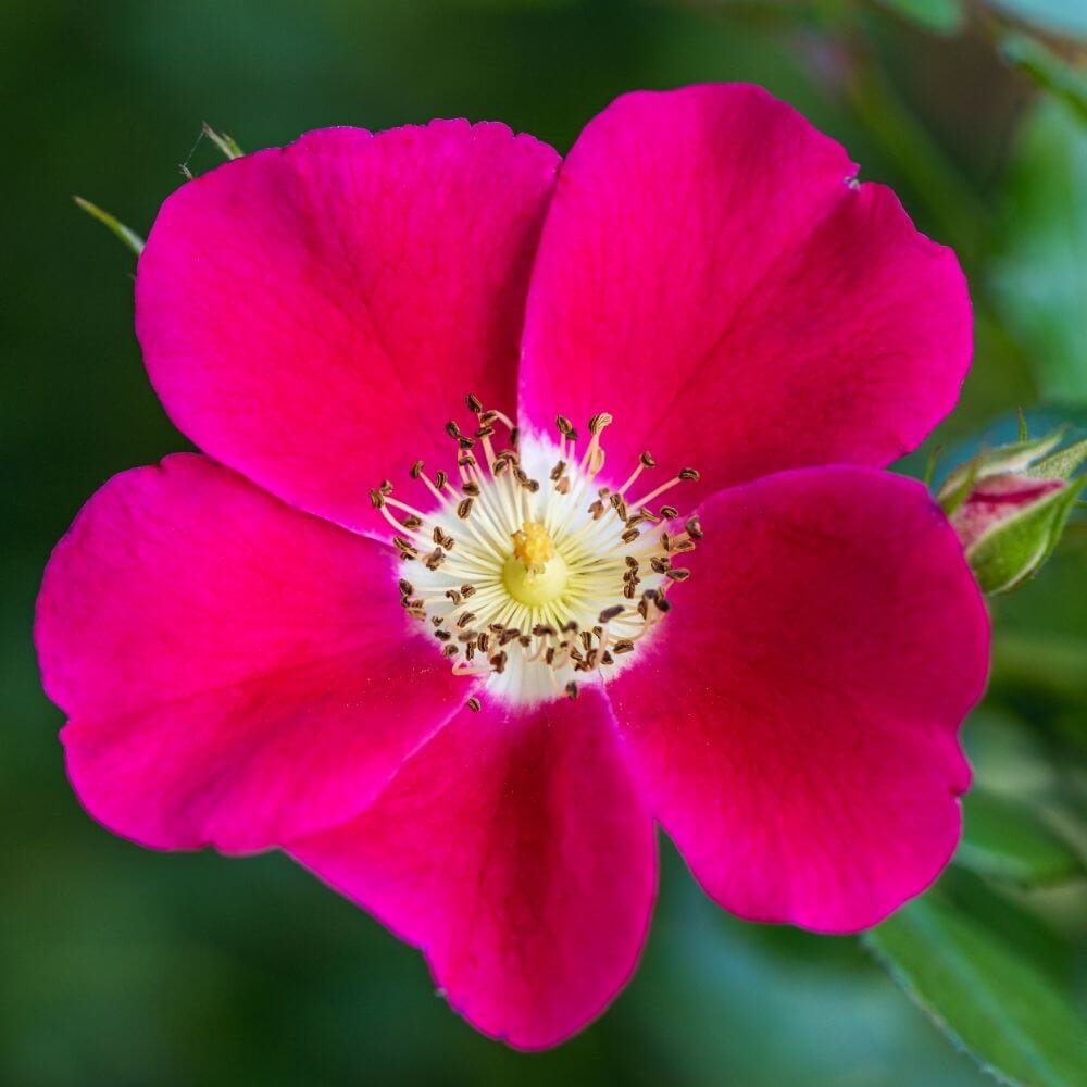 Close-up of State Flower of North Dakota