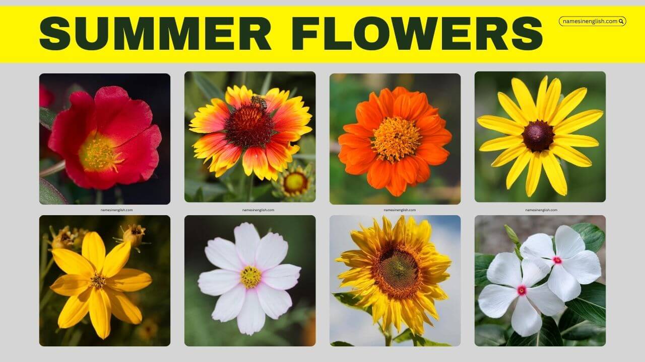 Summer Flower Names