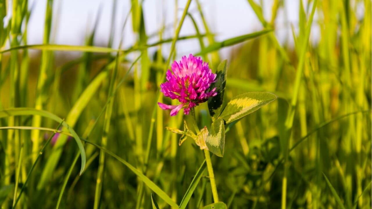vermont state flower-red clover