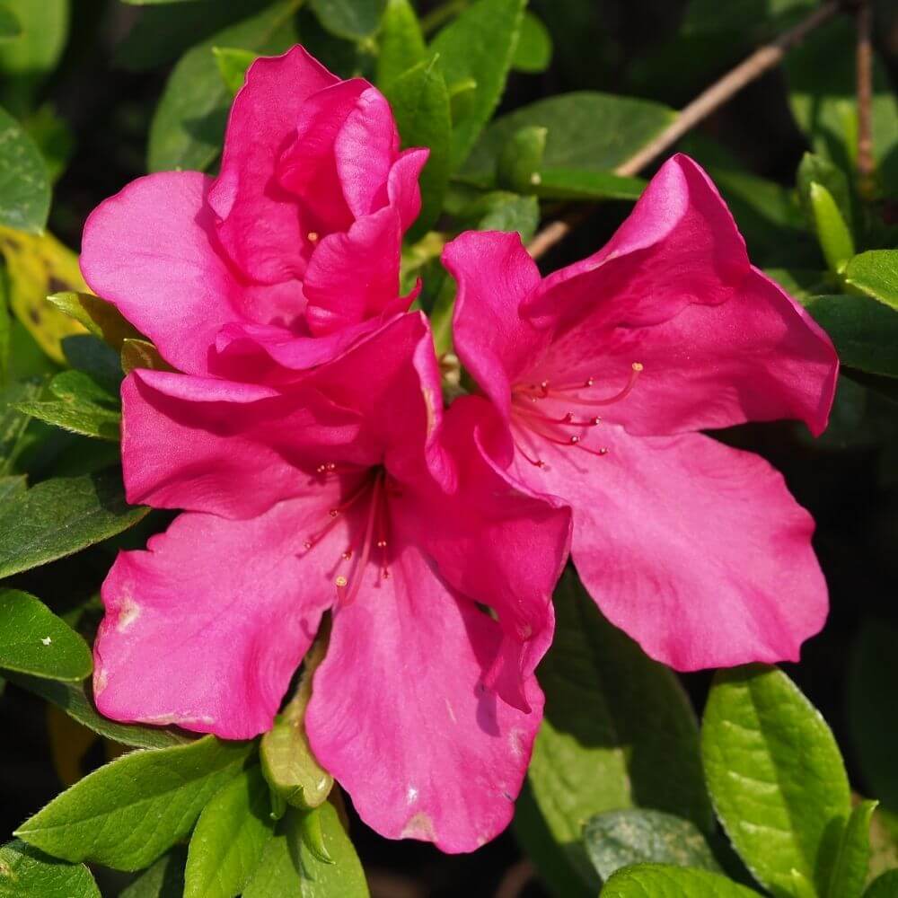 Washington State Flower-Rhododendron