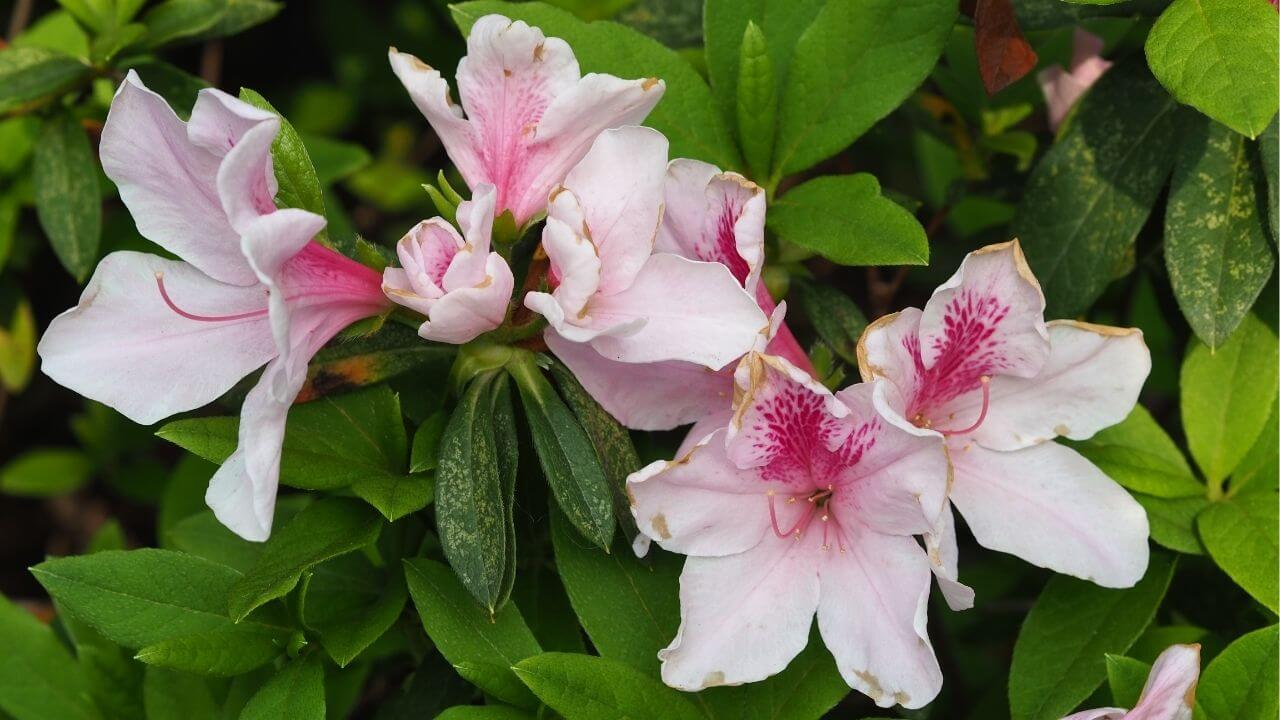 Washington State Flower