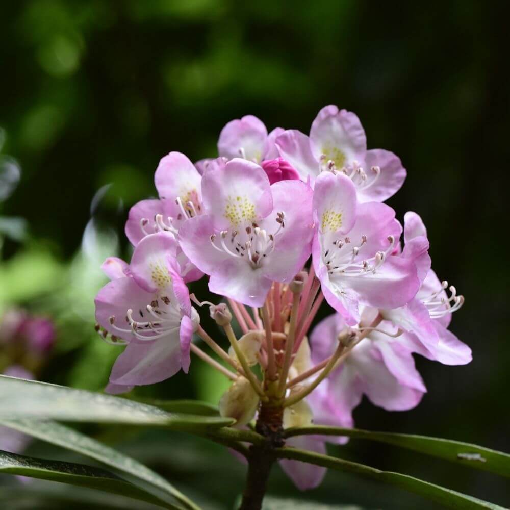 West Virginia state flower-Rhododendron