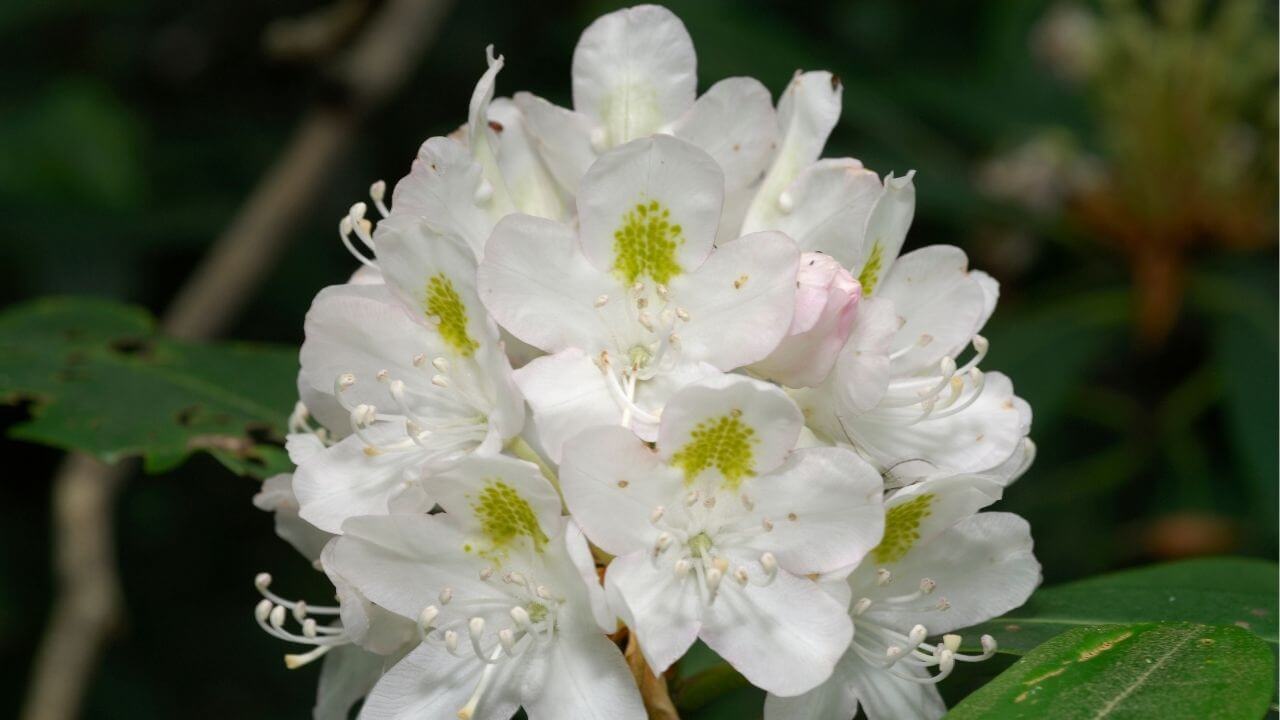 State Flower of West Virginia