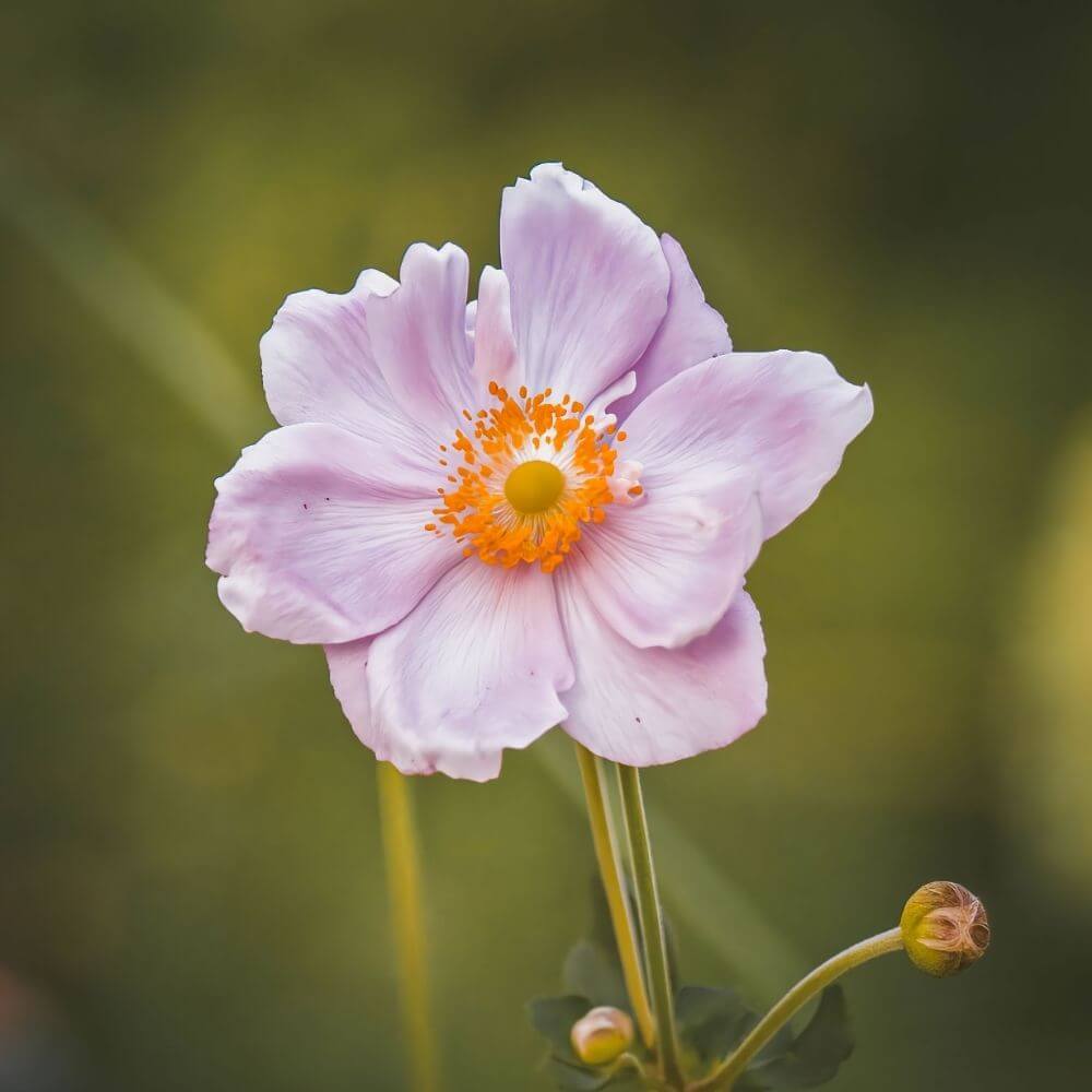 White Anemone Flower Close-up