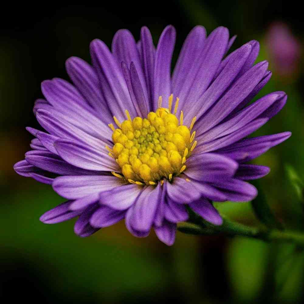 Purple aster flower