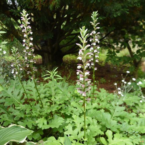 Bears Breech Flower-National Flower of Greece