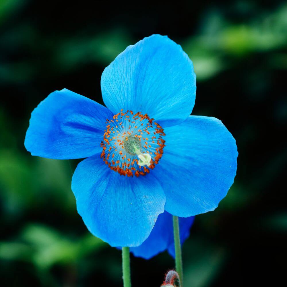 Himalayan Blue Poppy-National Flower of Bhutan