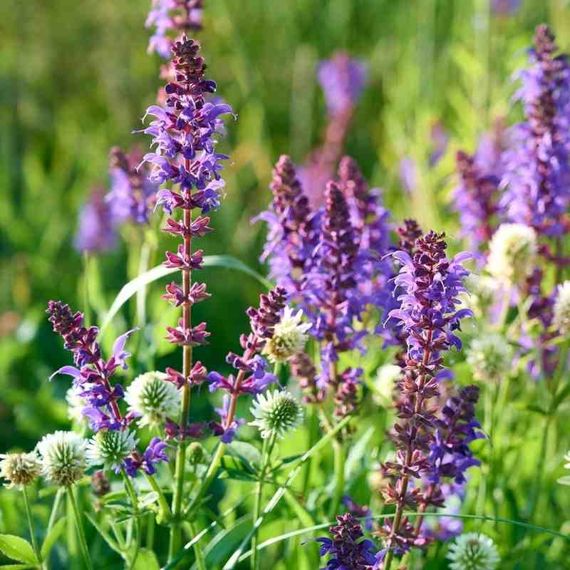 Deep blue spikes of drought-tolerant blue sage flowers