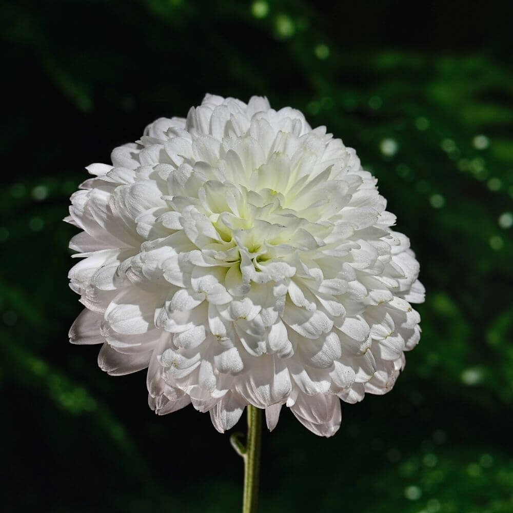Chrysanthemum flower-Flower Names by Season