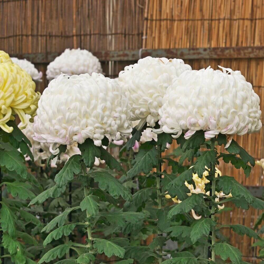 Chrysanthemum-Flower of Japan