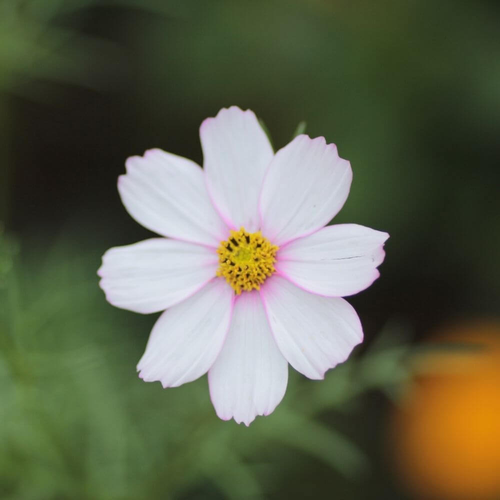 cosmos flower-Flower Names by Season