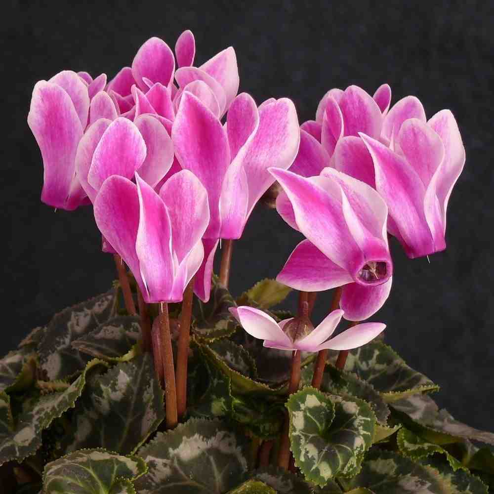 Elegant upswept petals of fall-blooming cyclamen flowers