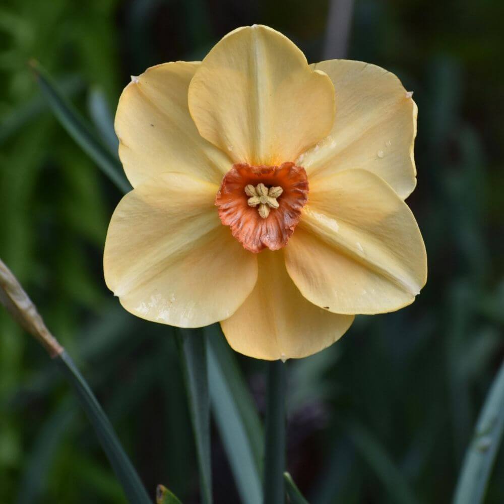 Bright yellow daffodil in garden sunlight