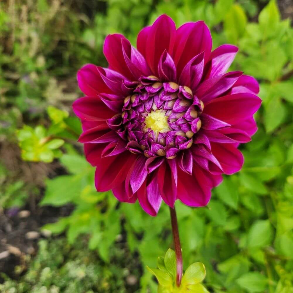 Bold red dahlia flower close-up