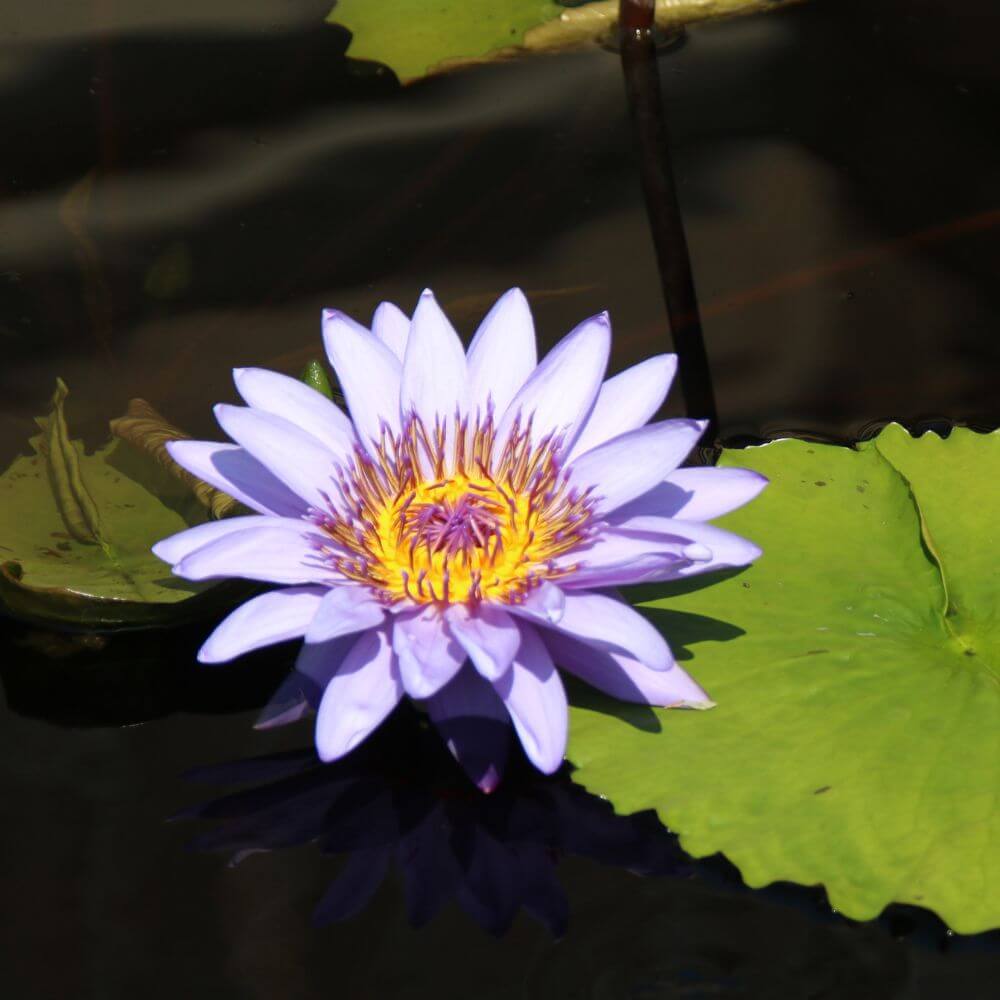 Blue Lotus Flower-National Flower of Egypt
