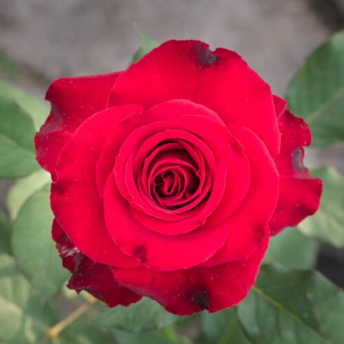 Closeup of Red-Rose-National Flower of England