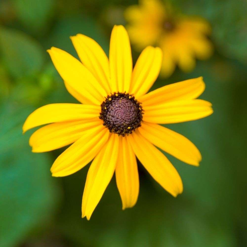 Yellow Black-Eyed Susan flower with dark brown centers