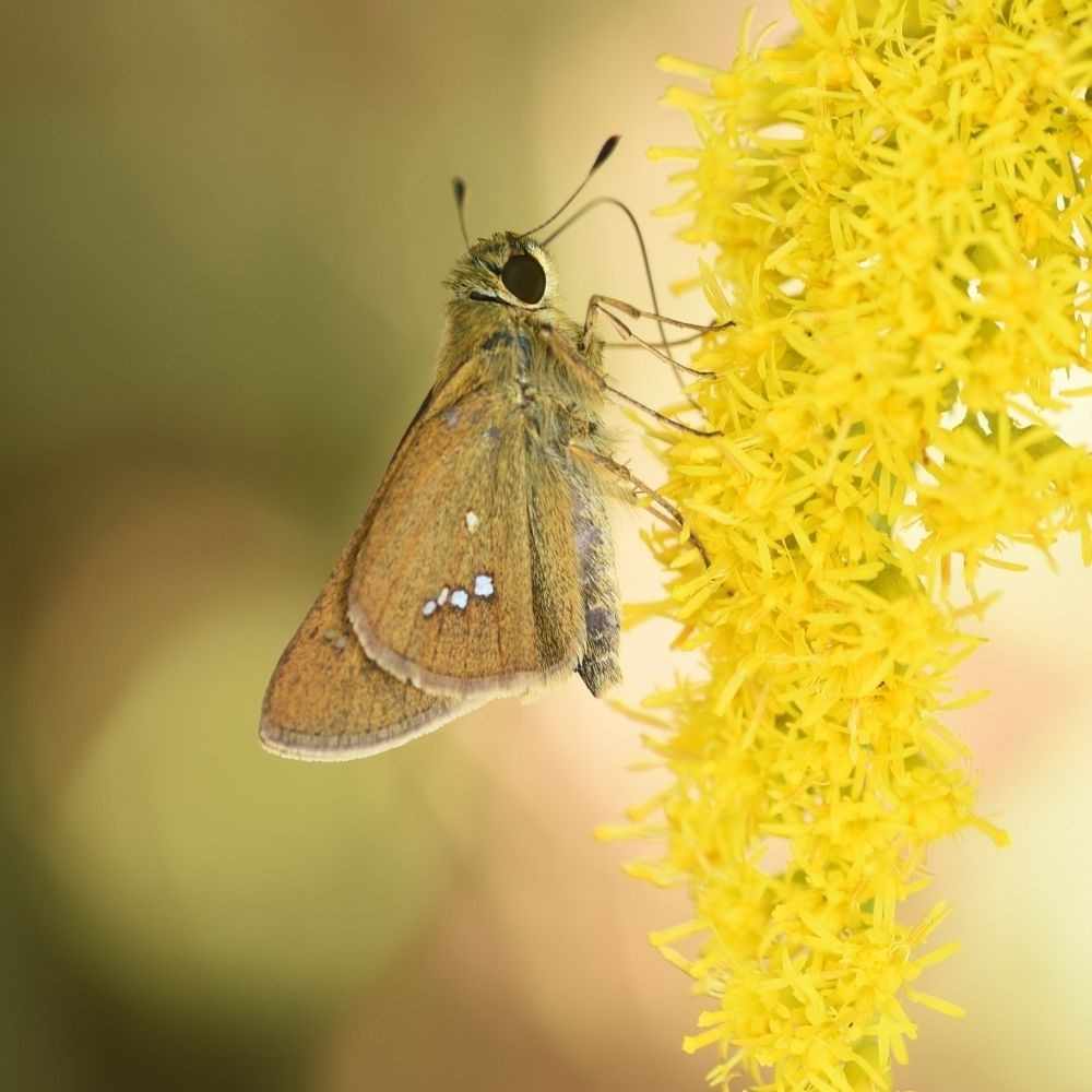 Butterfly on goldenrod flowers blooming in fall