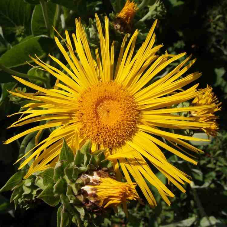 Fiery orange and yellow helenium flower