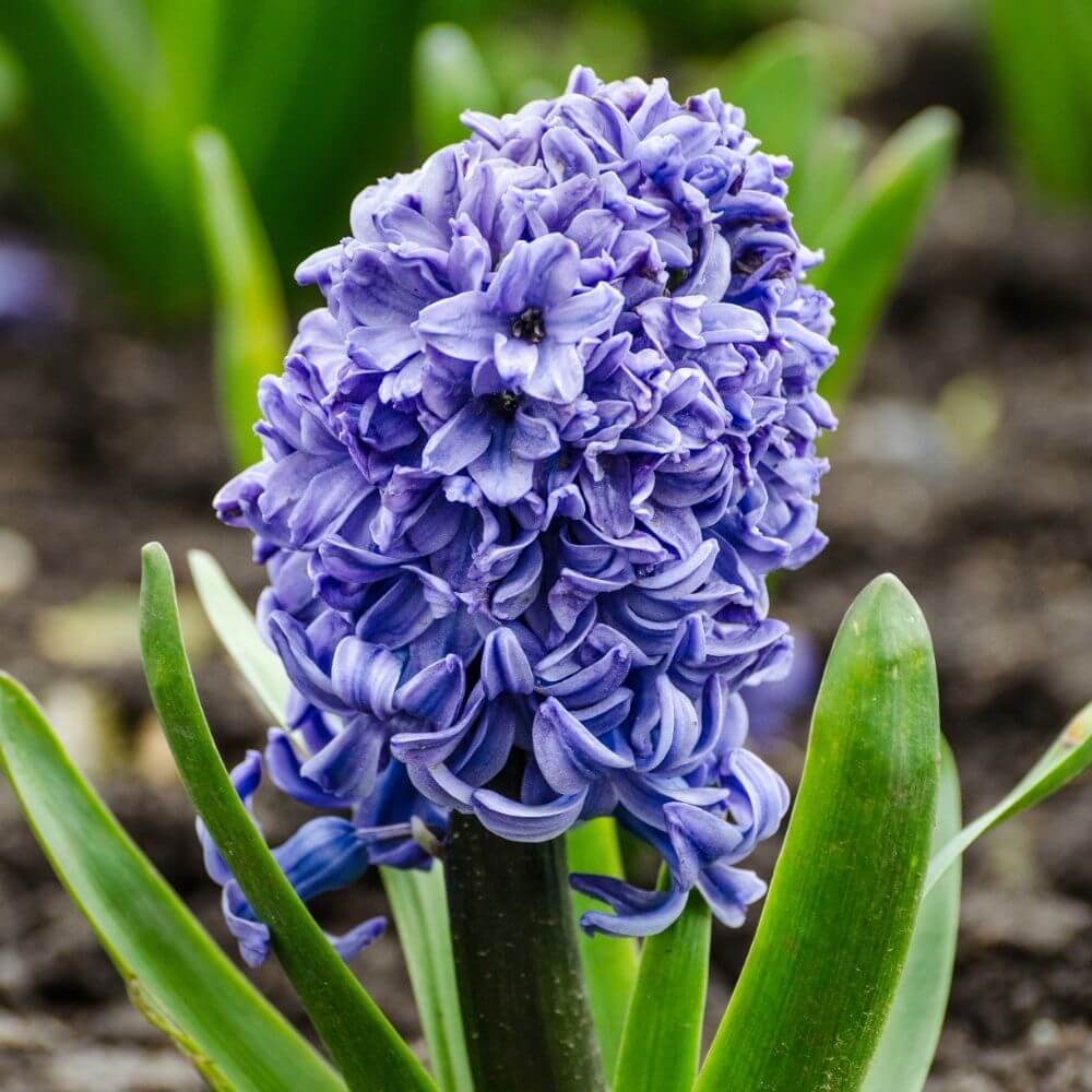 fragrant hyacinth flowers-Flower Names by Season