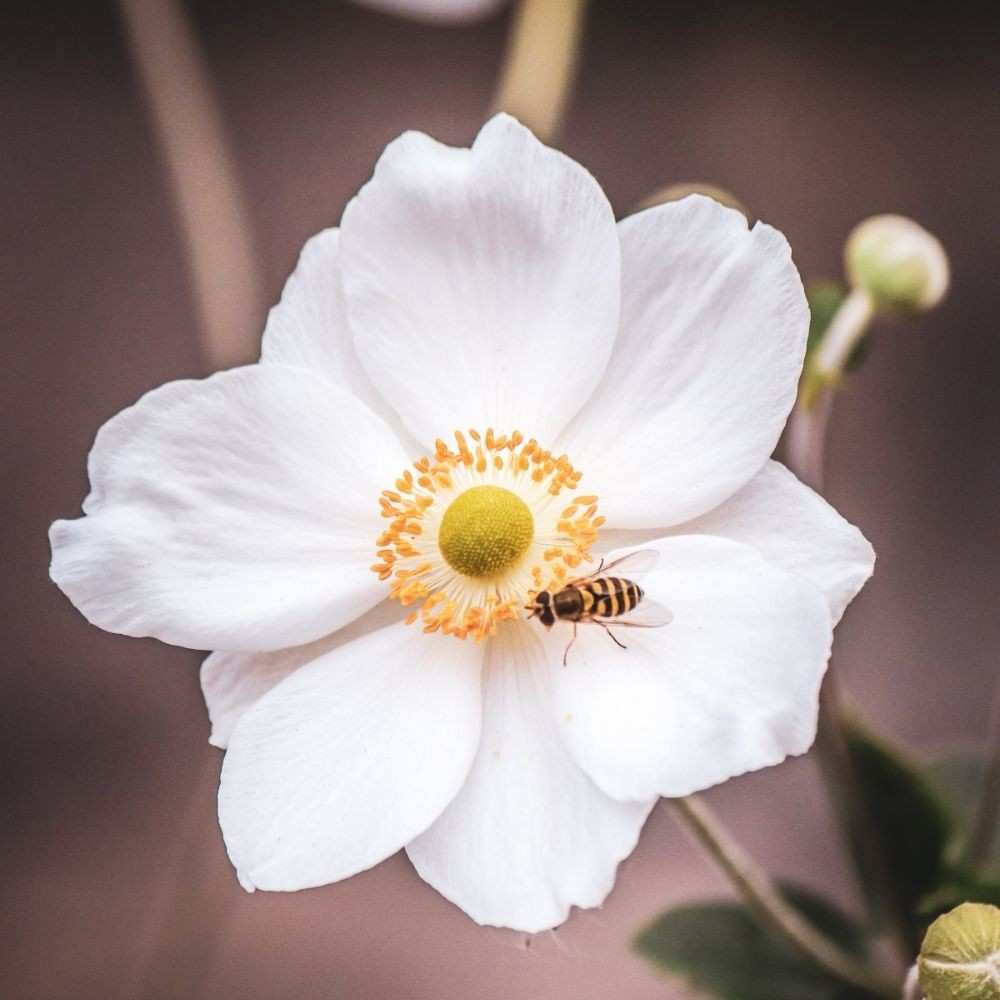 Japanese Anemone Flower-18 Fall Flower Names