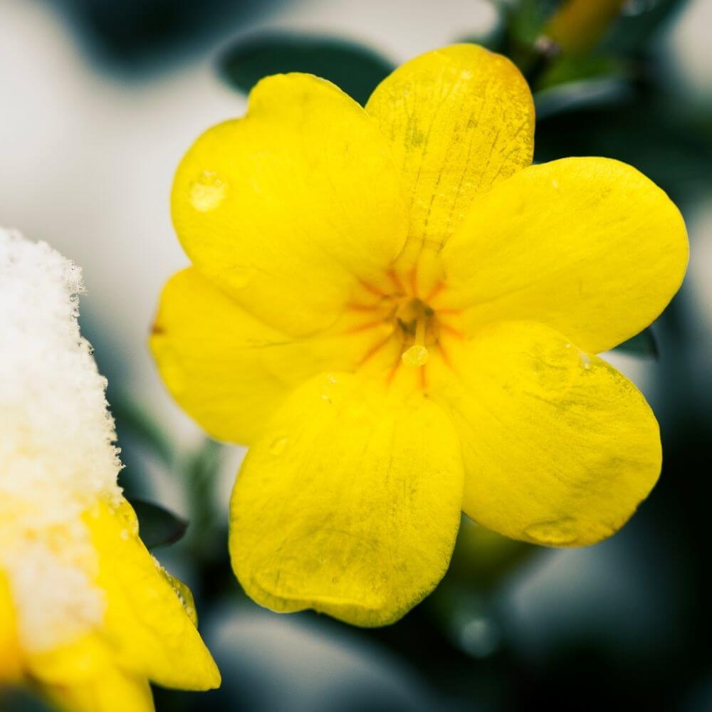 Winter Jasmine-Flower Names by Season