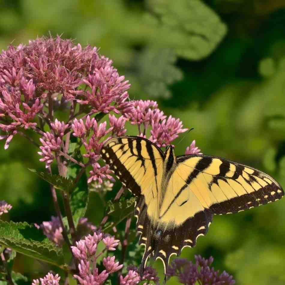 Tall mauve-pink Joe-Pye weed flowers attracting butterflies