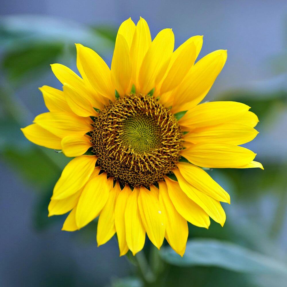 Sunflower Closeup-State Flower of Kansas