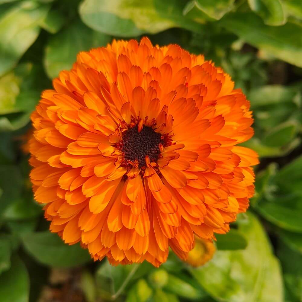 Bright orange marigold flower in sunlight