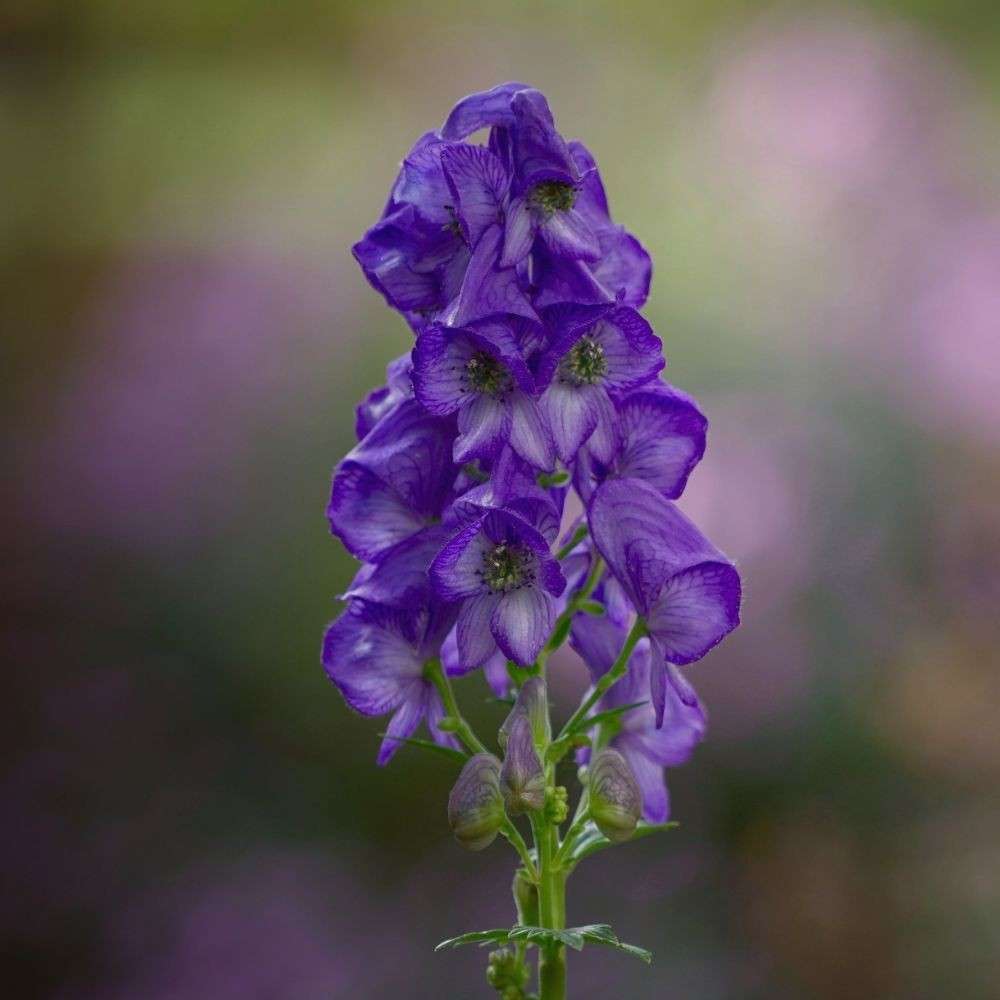 Striking blue monkshood flowers blooming in late autumn