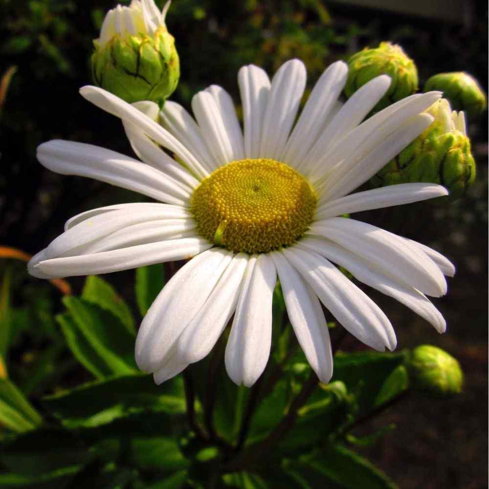 White Montauk daisy with yellow center