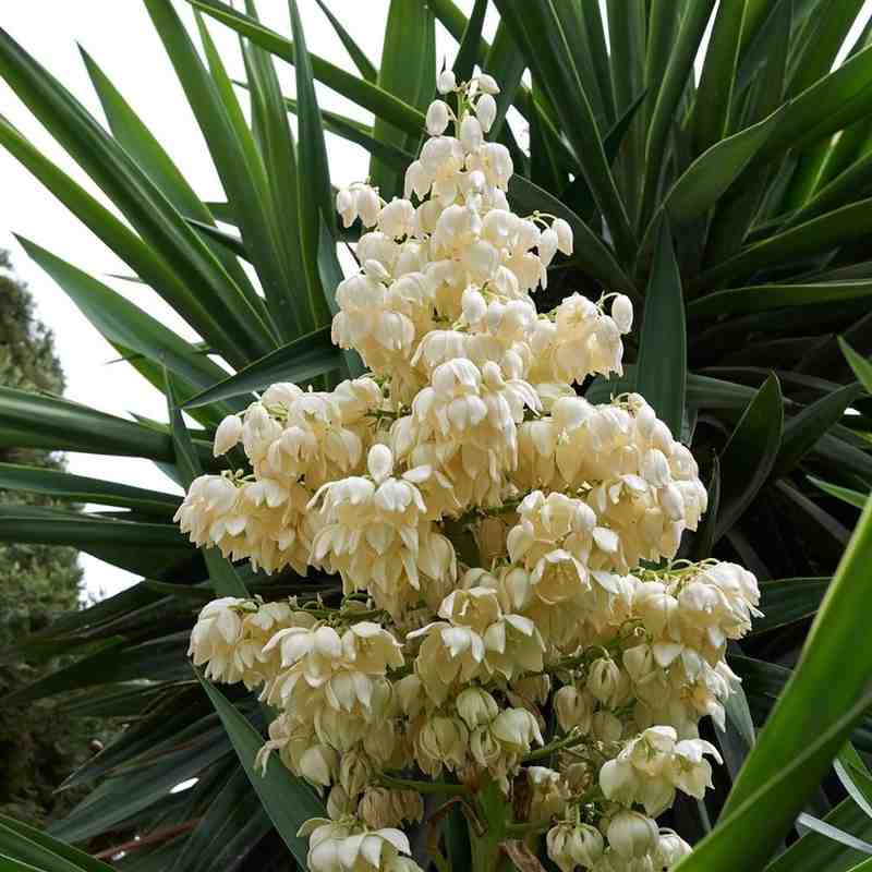 Flor de Izote Flower-National Flower of El-Salvador