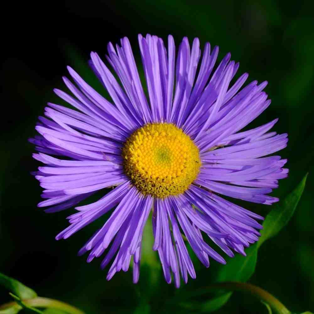 Deep purple New England aster flower with yellow center
