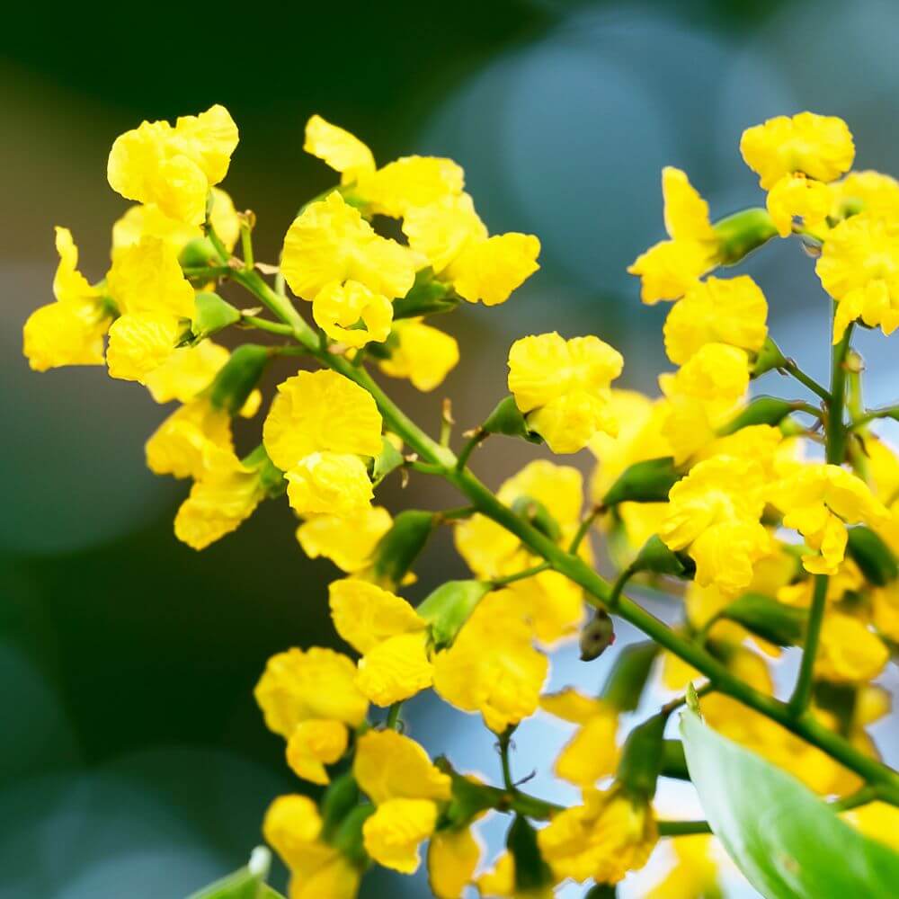 Paduak Flower-National Flower of Myanmar