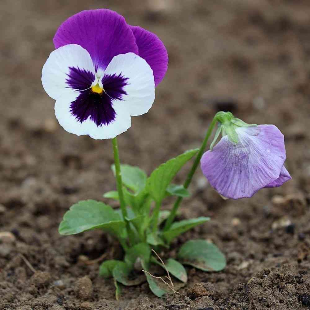 Multicolored pansy flower with distinct markings