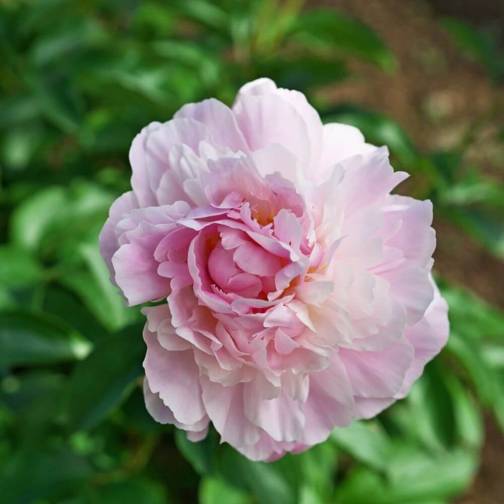 Soft pink peony fully bloomed
