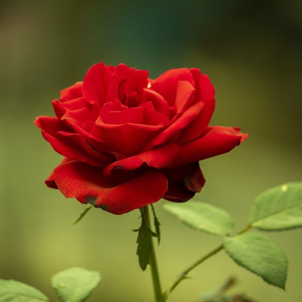 Classic red rose-Flower Names by Season