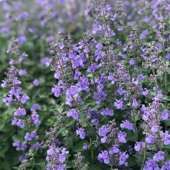 Soft purple Russian sage flowers with silvery foliage