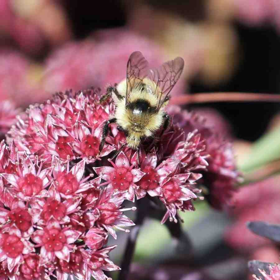 Pink and bronze sedum flowers with thick, drought-tolerant leaves
