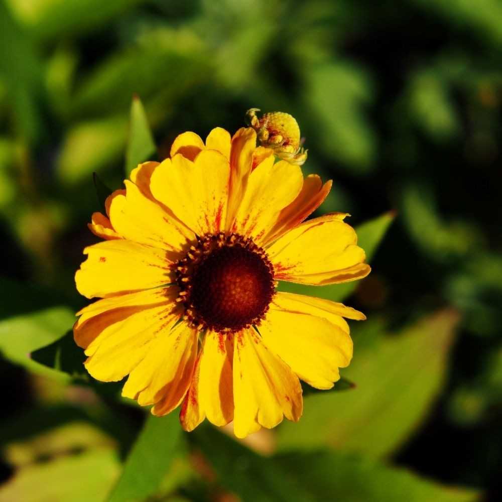Warm yellow and orange sneezeweed flower blooming in fall