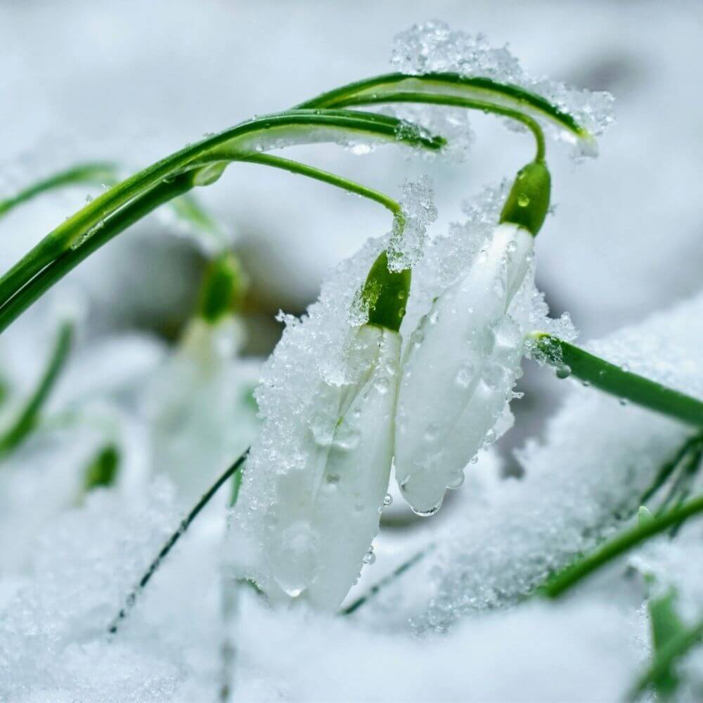 White snowdrop flowers peeking through snow