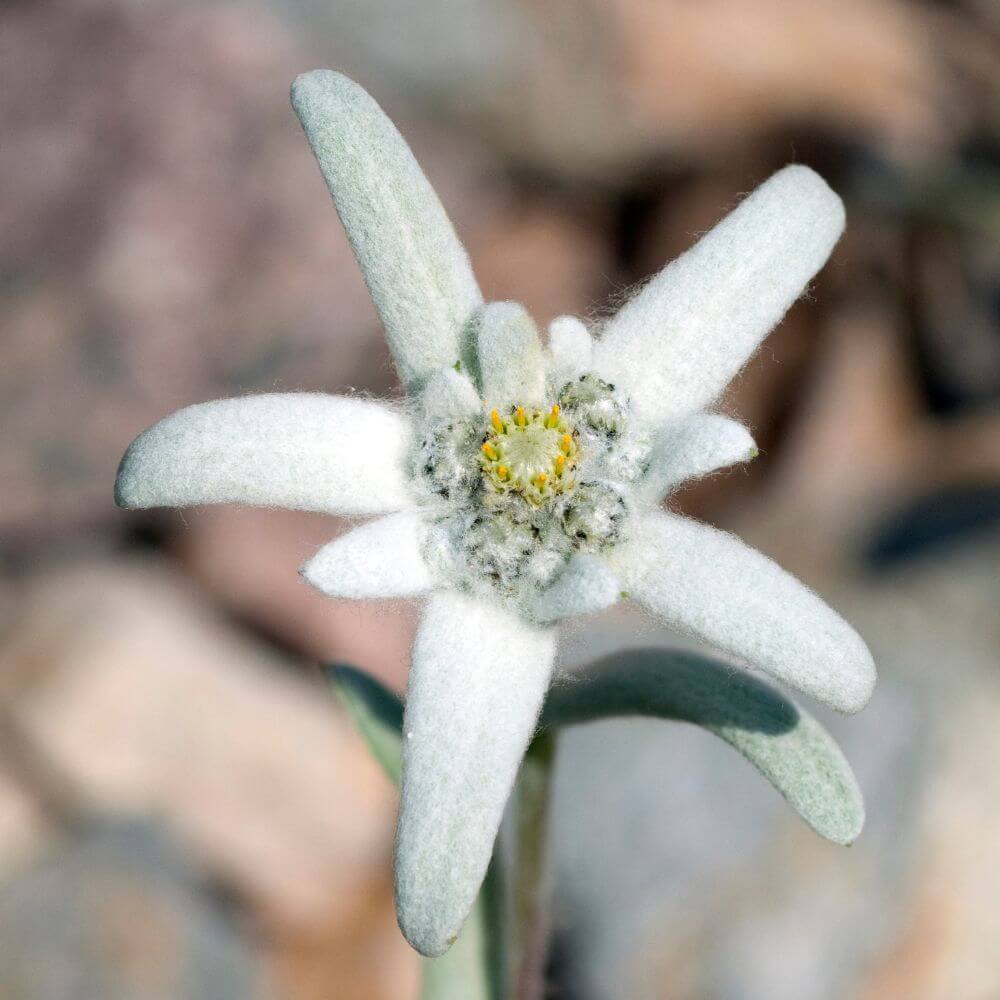 Edelweiss Flower-National Flower of Switzerland