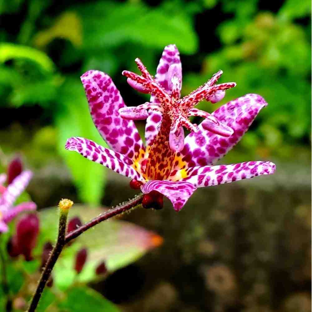 Spotted orchid-like toad lily-18 Fall Flower Names