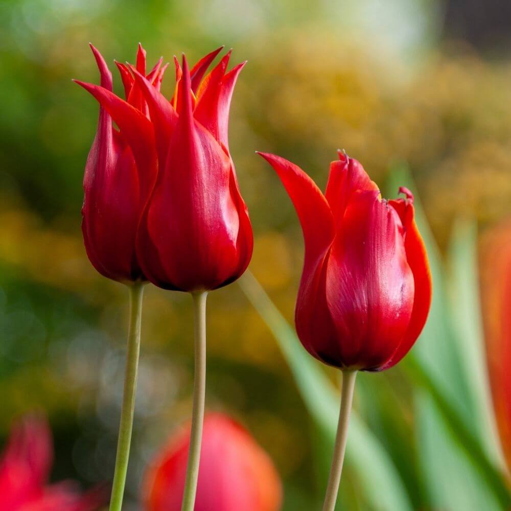 Vibrant red spring tulips bloom close-up