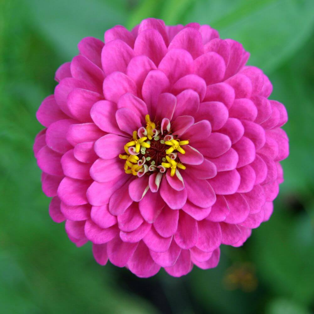 summer zinnia flower in garden